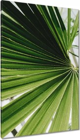 Vászonkép 80x120 Pálmalevél Levél