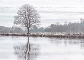 Poszter 70x50cm Fa tükröződése a tóban, Assaf Frank