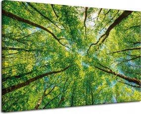 Vászonkép Fák Levelek Természet Erdő Tavasz 120x80 cm