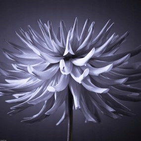 Poszter 40x40cm Dália virág 3, Assaf Frank