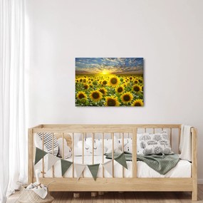 Kép - Napraforgók naplementében (70x50 cm)