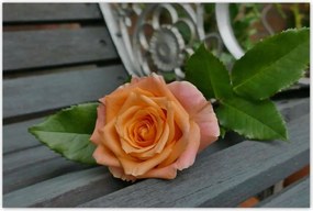 Poszterek 120x80 Rózsa Virág Virágok Rózsa