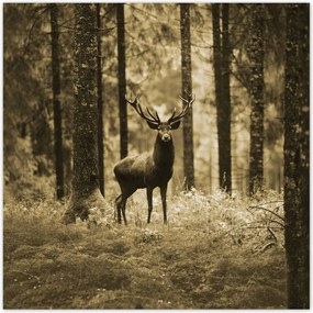 Poszterek 30x30 Szarvas a szépia erdőben