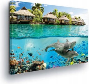 Vászonkép 80x60 Trópusi paradicsom víz alatti világ delfinek korallzátony egzotikus