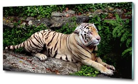 Üvegkép Tiger a rock osh-118161704