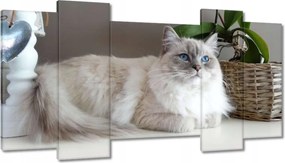 Képek 120x65 Ragdoll fajta macska