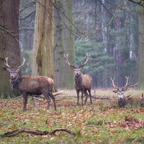 Poszter 20x20cm Szarvasok az erdőben, Assaf Frank