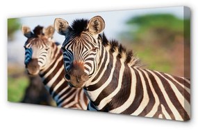 Canvas képek zebra 125x50 cm