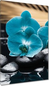Vászonkép 80x120 Türkiz orchidea Virág