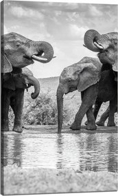 Vászonkép Elefántok a vízen Szürke Természet 60x100 cm