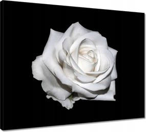 Vászonkép 50x40 Rózsa Virág Virágok Rózsa