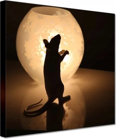 Vászonkép 60x60 Állatok