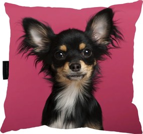Chihuahua Kutyapárna 40x40 Ajándék