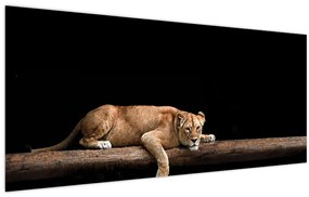 Kép - Lioness (120x50 cm)