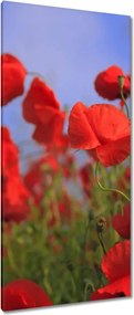 Vászonkép 55x115 Pipacsok az égbolt hátterében