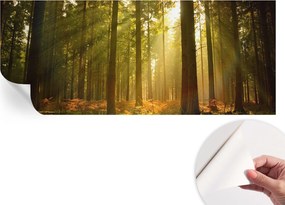 Öntapadós Dekoratív Fotótapéta Hálószobába Erdei reggel 250x104 cm