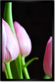 Poszter keretben 40x60 Lila tulipánok