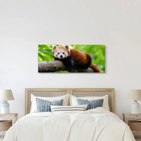 A vörös panda képe (120x50 cm)