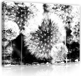 Vászonkép 100x75 Pitypang pehely mag repülés természet könnyedség fekete fehér