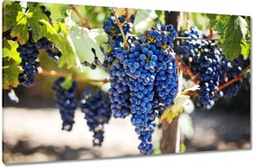 Vászonkép 120x70 Bor Szőlő Szőlőbirtok