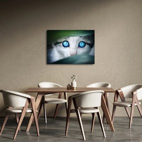Macska képe (70x50 cm)
