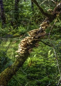 Poszter 29,7x42cm Gomba a fán, Assaf Frank