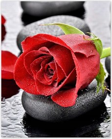 Poszterek 40x50 Vörös rózsa Neki