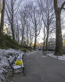 Poszter 40x50cm Egy csokor sárga virág egy padon a parkban, Assaf Frank