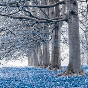 Poszter 60x60cm Fák egy sorban Kék levelek, Assaf Frank