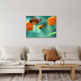 Egy pillangó képe (70x50 cm)