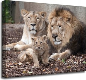 Vászonkép Oroszlán család Természet fotó 50x40 cm Ideális ajándék
