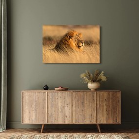Kép - Etosha Nemzeti Park (90x60 cm)