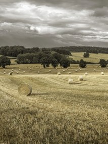 Poszter 30x40cm Szénakazalok a mezőkön 3, Assaf Frank