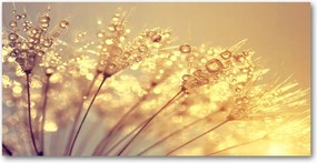 Konyhai panel Pitypang mag 140x70 cm Ragasztó