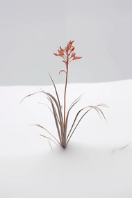 Poszter 30x45cm A természet finomsága