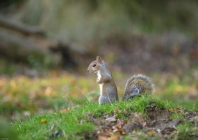 Poszter 42x29,7cm Mókus a fűben, Assaf Frank