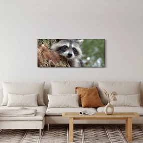Egy mosómedve képe (120x50 cm)