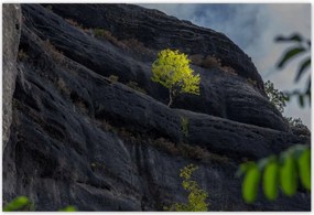 Poszterek 200x135 Fa Fák Kilátás