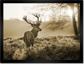 Poszter keretben 40x30 Szarvas erdő naplemente
