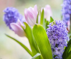 Poszter 60x50cm Jácint és tulipánok közelkép, Assaf Frank