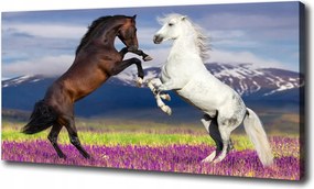 Vászonkép Harcoló lovak hegyek 120x60cm