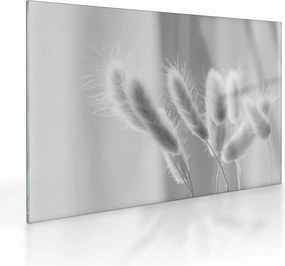 Üveg kép - Nyuszi farok fű (70x50 cm)