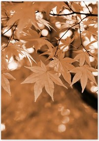 Poszterek 70x100 Szépia Őszi levelek