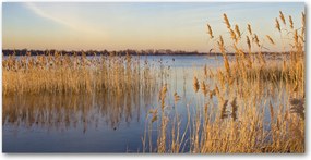 Konyhai panel Vízi nád 120x60 cm Ragasztó