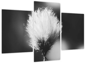 Kép - Fekete-fehér pamutfű (90x60 cm)