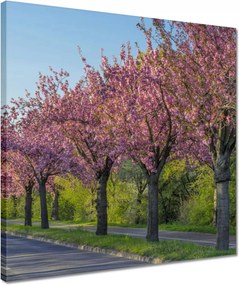 Vászonkép 40x40 Fa Fák Kilátás