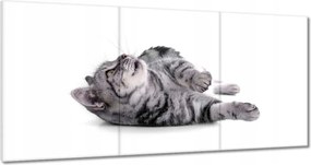 Vászonkép 180x90 Cica