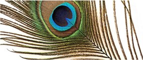 Pávatoll képe (120x50 cm)