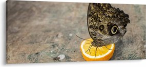 Pillangó képe (120x50 cm)