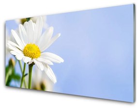 Fali üvegkép Daisy növény természet 100x50 cm